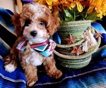 Small Photo #4 Cavachon-Poodle (Miniature) Mix Puppy For Sale in CATALINA, AZ, USA