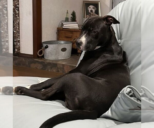Medium Photo #40 American Pit Bull Terrier-Labrador Retriever Mix Puppy For Sale in OKLAHOMA CITY, OK, USA