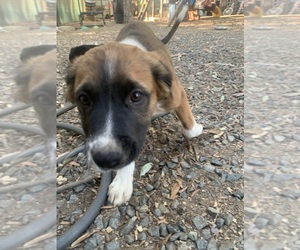 Boxer-Golden Retriever Mix Dogs for adoption in NORCO, CA, USA