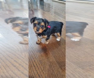 Yorkshire Terrier Puppy for sale in CHRISTIANA, TN, USA
