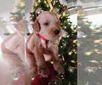 Small Photo #4 Goldendoodle Puppy For Sale in BRIARCLIFF, TX, USA