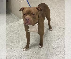 Mutt Dogs for adoption in Conroe, TX, USA