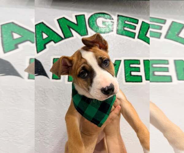 Medium Photo #5 Mutt Puppy For Sale in Pompano Beach , FL, USA