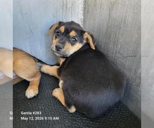 American Staffordshire Terrier-Unknown Mix Dogs for adoption in San Antonio, TX, USA