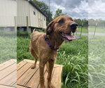 Small #2 Airedale Terrier-Redbone Coonhound Mix