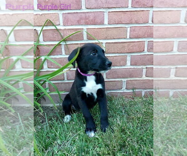 Medium Photo #6 English Cream Golden Retriever-German Shepherd Dog Mix Puppy For Sale in CHARLEROI, PA, USA