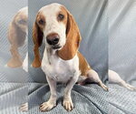Small Photo #4 Basset Hound Puppy For Sale in Deepwater, NJ, USA