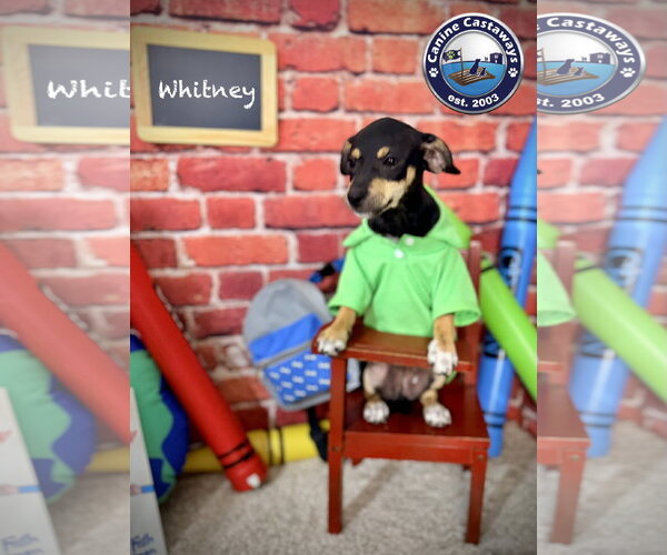 Medium Photo #8 American Rat Pinscher Puppy For Sale in Arcadia, FL, USA