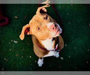 Mutt Dogs for adoption in Orlando, FL, USA