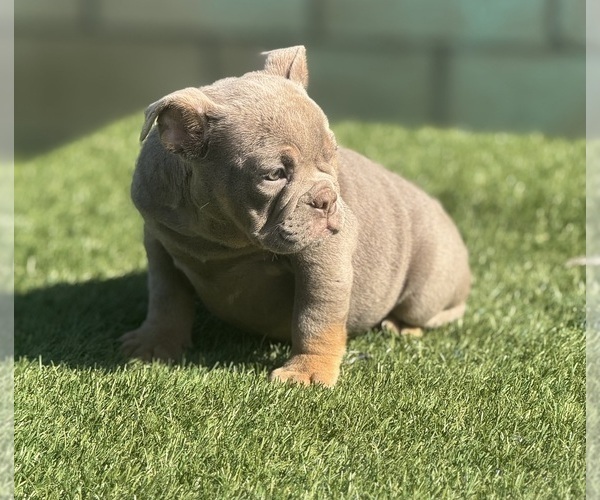Medium Photo #2 English Bulldog Puppy For Sale in LANCASTER, CA, USA