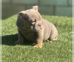 Small #1 English Bulldog