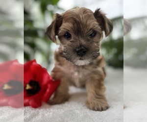 Morkie Puppy for sale in ROCK STREAM, NY, USA