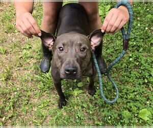 Mutt Dogs for adoption in Jackson, MS, USA