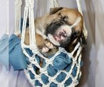 Small Photo #5 Boxer Puppy For Sale in Vail, AZ, USA