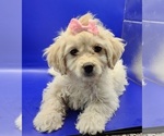 Puppy 2 Cavachon-Poodle (Toy) Mix