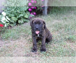 Puppy Carter Cane Corso
