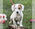 Small #2 Beagle