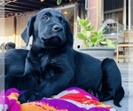 Small Photo #4 Labrador Retriever Puppy For Sale in MANTECA, CA, USA