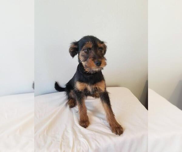 Medium Photo #4 Yorkshire Terrier Puppy For Sale in MELBOURNE, FL, USA