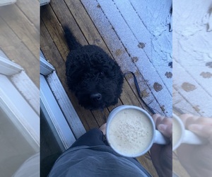 Barbet Puppy for sale in LAKE CITY, MI, USA