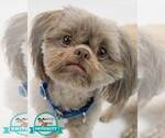 Small Shih Tzu