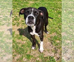Widow - Female Mutt Dog for Adoption - Photo #2