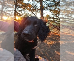 Cocker Spaniel-Miniature Bernedoodle Mix Litter for sale in NEWVILLE, PA, USA