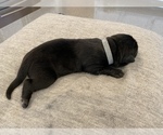 Small Photo #5 Cane Corso-Labrador Retriever Mix Puppy For Sale in ROSEVILLE, CA, USA