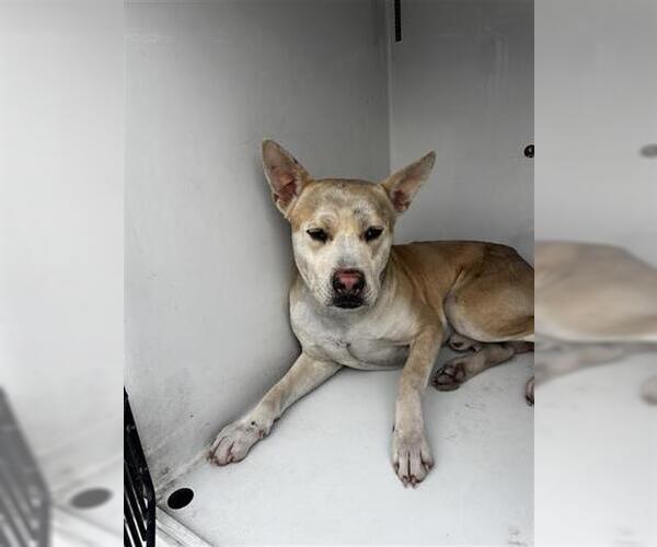 Medium Photo #1 Carolina Dog Puppy For Sale in Houston, TX, USA