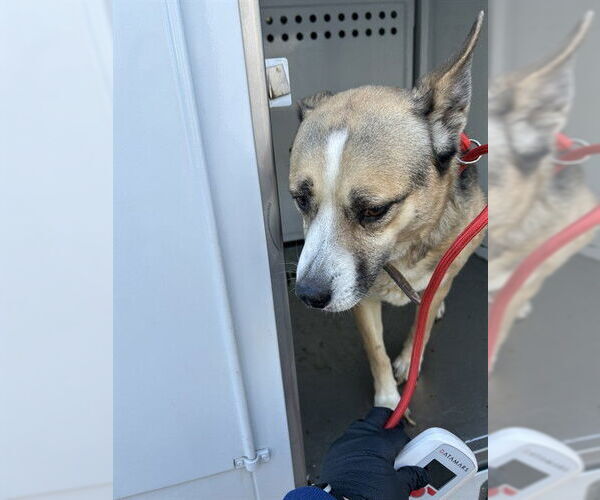 Medium Photo #1 Anatolian Shepherd Puppy For Sale in Stockton, CA, USA