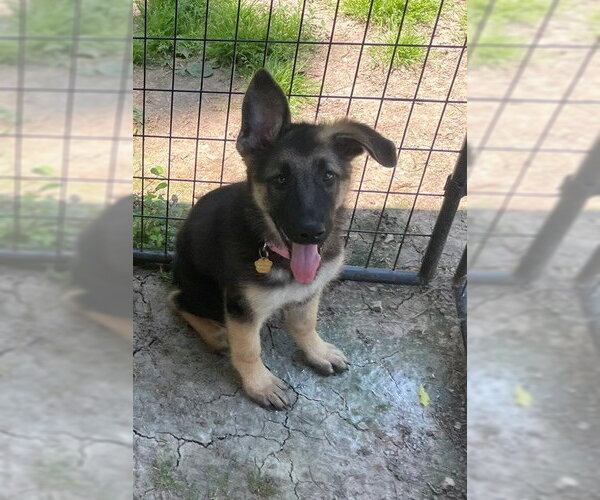 Medium Photo #1 German Shepherd Dog Puppy For Sale in Kansas City, MO, USA