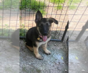 German Shepherd Dog Dogs for adoption in Kansas City, MO, USA