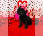 Small #2 Poodle (Miniature)-Poodle (Toy) Mix