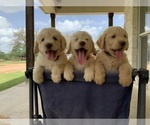 Small Photo #23 Labradoodle Puppy For Sale in FLORENCE, TX, USA