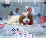 Small #9 Poodle (Miniature)