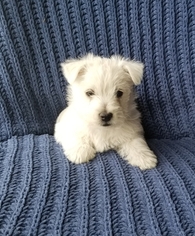 West Highland White Terrier Puppy for sale in AMHERST, NE, USA