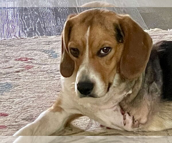 Medium Photo #3 Beagle Puppy For Sale in Mooresville, NC, USA