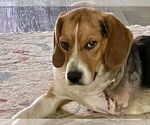 Small #2 Beagle
