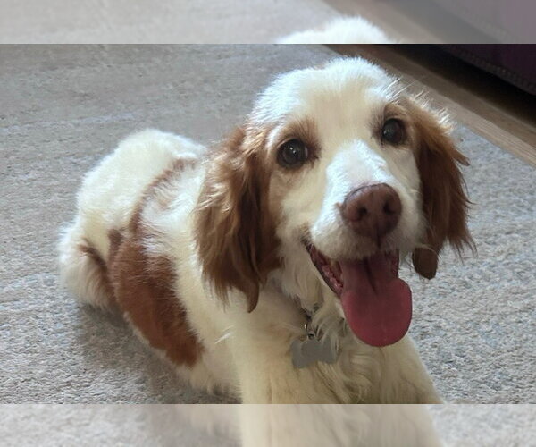 Medium Photo #1 Brittany Puppy For Sale in Curwensville, PA, USA