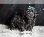Puppy Mickey Mouse YorkiePoo