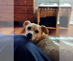 Small #10 Mutt
