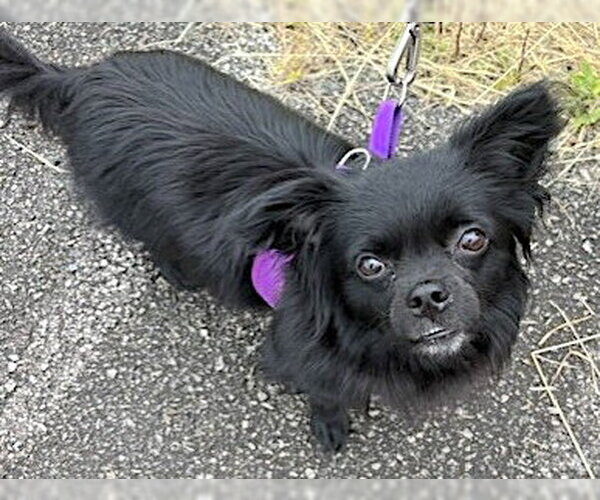 Medium Photo #5 Chion Puppy For Sale in Mount Airy, NC, USA