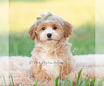 Small #4 Poodle (Miniature)
