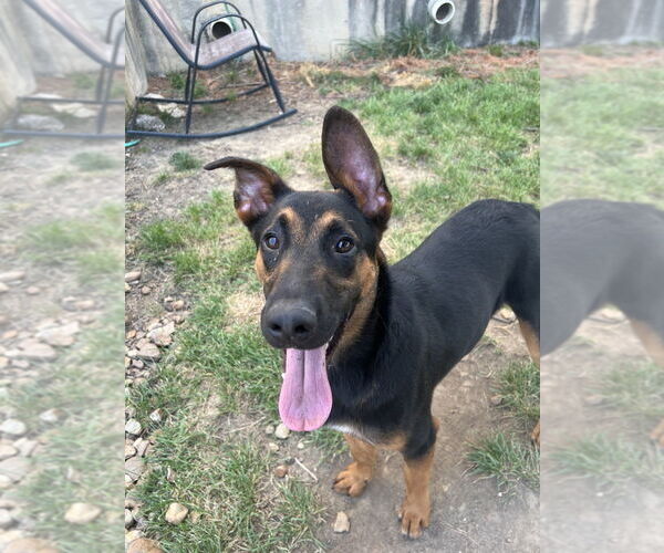 Medium Photo #3 Mutt Puppy For Sale in Evansville, IN, USA