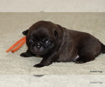 Small #7 Pug