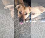 Small #2 Mutt