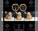 Small Photo #64 Poodle (Toy) Puppy For Sale in WARSAW, IN, USA
