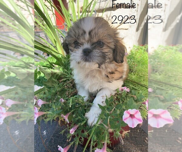 Medium Photo #6 Zuchon Puppy For Sale in CLARE, IL, USA