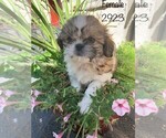 Small Photo #6 Zuchon Puppy For Sale in CLARE, IL, USA