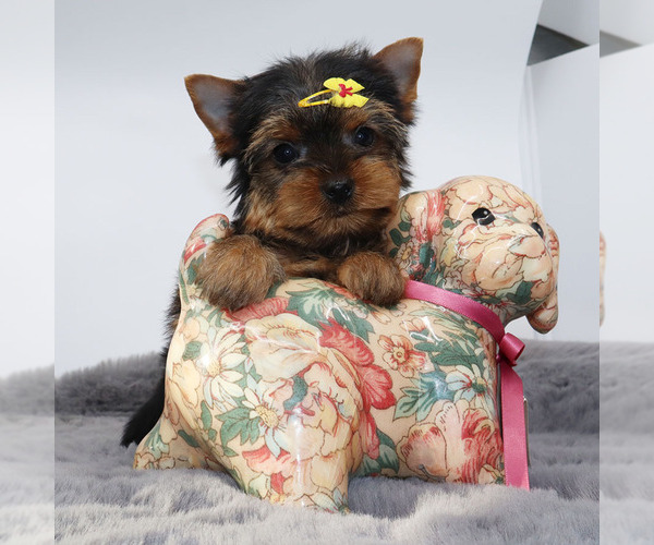 Medium Photo #1 Yorkshire Terrier Puppy For Sale in LOS ANGELES, CA, USA